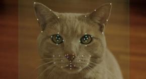 猫は「AIでしか見えない速さ」で互いの表情をコピーし合うことが判明――表情の真似っこに隠れた文法