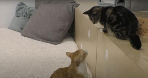猫は「AIでしか見えない速さ」で互いの表情をコピーし合うことが判明――表情の真似っこに隠れた文法