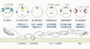 脊椎動物の祖先は「単眼サイクロプス」——私たちの目にもその痕跡が残っている