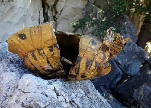 メスの「地獄」と化した楽園島