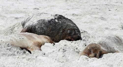 砂浜に並ぶ、奇妙な傷の死体たち