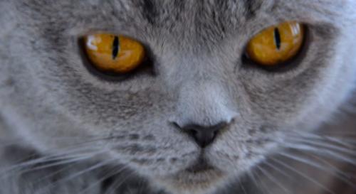 猫は研究者の予想を3回裏切った