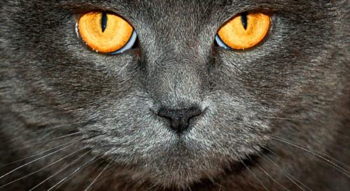 実は猫は「ルーティン」も大切にする生き物