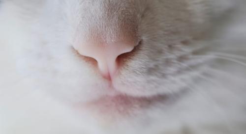 猫に「手品」を見せてみた