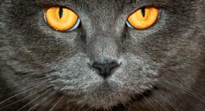 猫はそれほど好奇心旺盛ではなかった──実験で猫は「予想どおりの結果」のほうに強く反応すると判明