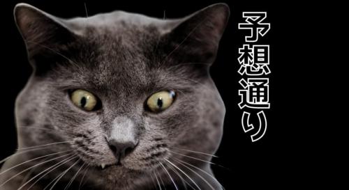 猫は予想通りが好き