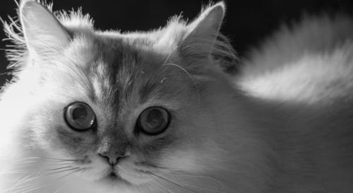 なぜ猫は「予想通り」に惹かれるのか？