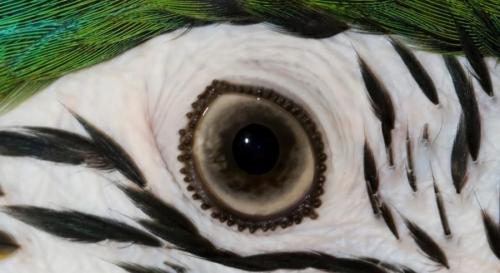 鳥の目と恐竜の目