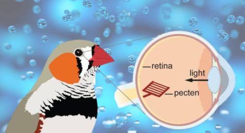 鳥の網膜は酸素ゼロ――機能するはずがないのに、機能している