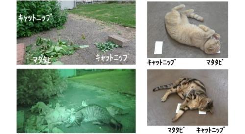 猫はキャットニップ派よりマタタビ派が5倍多い