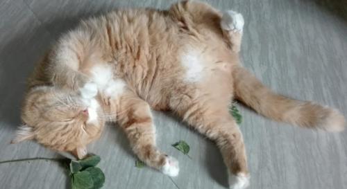 そもそも、なぜ猫はあの2つの植物に夢中になるのか？