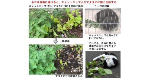 有効成分が170倍も多いキャットニップがマタタビに負けた