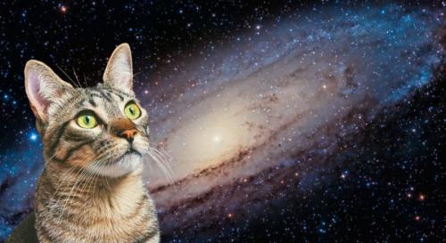 猫はマタタビで進化したのか？