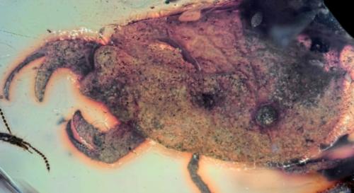 1億年前にいた「カニのハサミ」を持つ虫