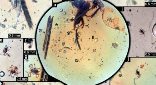 1億年前の昆虫は「カニのハサミ」をどうやって獲得したのか？