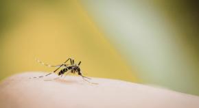 灯りに照らされた蚊は「夏モード」のまま血を吸う期間が伸びる――温度よりも光