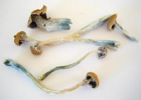 幻覚キノコでアルツハイマー患者の認知機能が一時的に回復