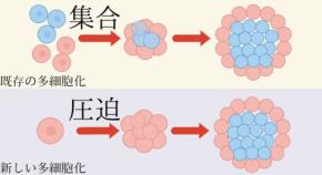 多細胞生物の起源は「遺伝子」より「物理」だった――「非対称開始仮説」が提唱