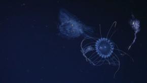 「新種の深海生物」31種をブラジル沖で発見