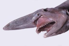 深海の幽霊「ゴブリンシャーク」を野生下で初撮影に成功