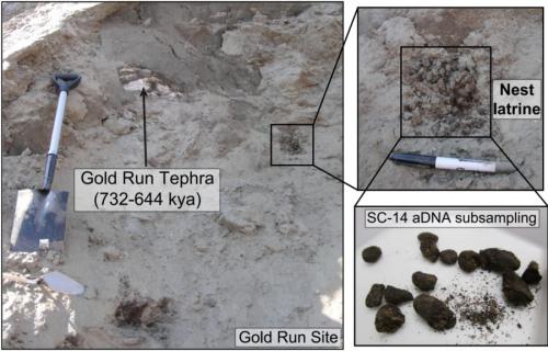 70万年前の糞はまだ臭っていた