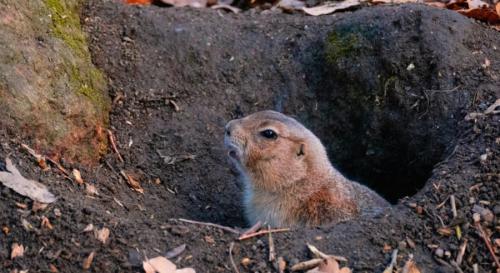 地面に穴を掘って暮らしているジリス