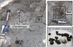 古代リスはマンモスの肉を食べていたようだ――うんち化石が明かす食事情