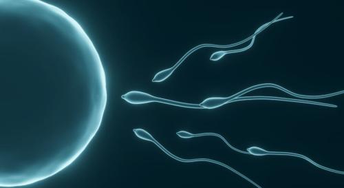精子を磁性化して卵子に導く