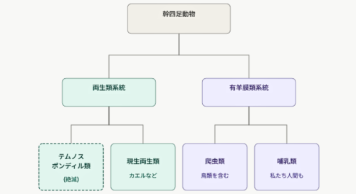 「両生類の先祖グループ」と「爬虫類や哺乳類の先祖グループ」は早い時期に枝分かれ増しました