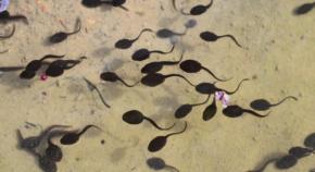 水生生物から陸上生物への移行には、両生類のような変態は必要なかった