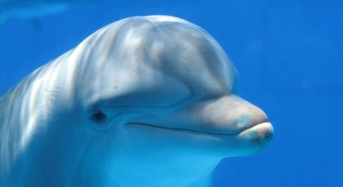 オスの強制交尾にメスはなすがままなのか？