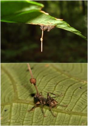 アリを操るゾンビ菌にさらに寄生する「新種の細菌」を発見