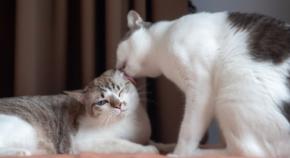 猫の毛づくろいには「友好」だけでなく「圧力」の意味もある