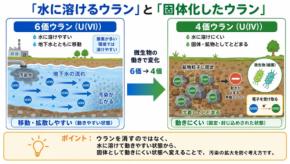 水に溶けたウランを「固体化」させる細菌の能力を新発見