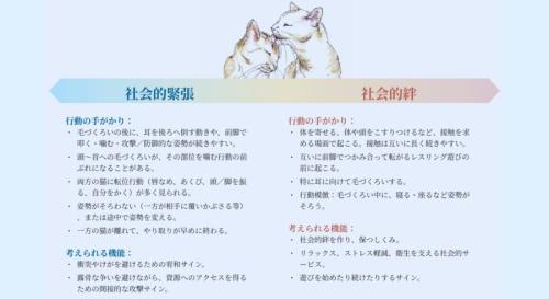猫の毛づくろいは相手への「圧」にもなる