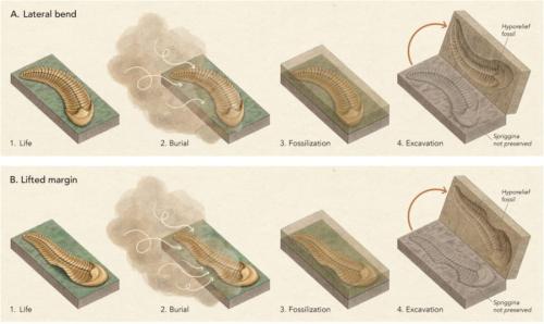 5億5000万年前の化石は右利きだった