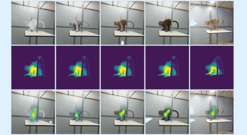 サルの視線が、中途半端なCGを避けた