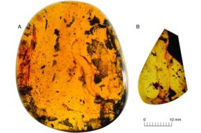 9900万年前の琥珀から「新種のヤモリ」を発見、ミャンマー