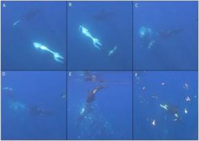 シャチがマンボウを「こっぱ微塵」にする衝撃行動を発見
