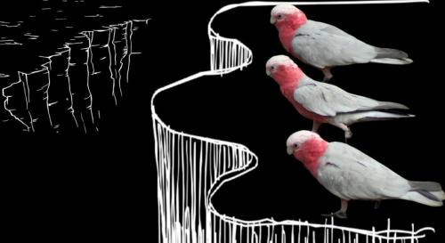 鳥は飛べない日が続くと悲観的になる