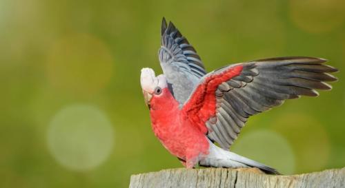 鳥は飛ぶと前向きな気持ちになる