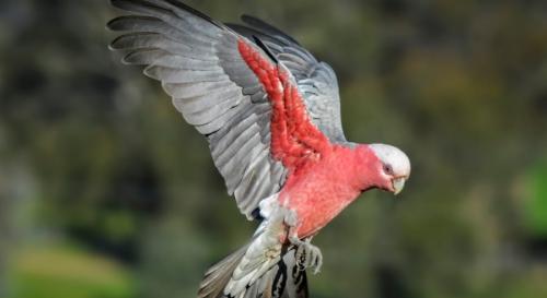 鳥たちはご褒美なしでも99.9%が飛んでいた