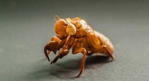 ヒグラシが綿毛をまとう頃に