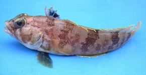 南極の海底に隠されていた「魚の帝国」を発見