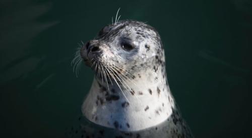 アザラシは耳の中の「海綿体」を膨張させて水中音を聞く