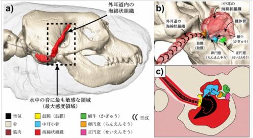 アザラシは水中音を聞くため耳を海綿状組織によって埋める