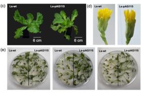 レタスに「肉のタンパク質」を作らせることに初成功