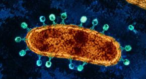 細菌から「奪った武器」を搭載したウイルスが薬剤耐性菌を倒した