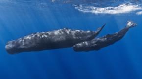 マッコウクジラは動物界で「最大のコミュニケーション音」を発する