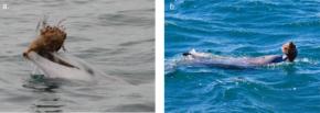 イルカが「貝殻」を使って魚を捕らえる技を撮影